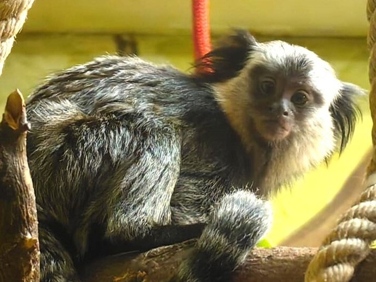 Детёныша примата из зоопарка Екатеринбурга назвали в честь Гарри Поттера