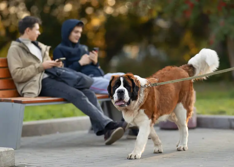 Михаил Якимов и коллеги инициируют изменения для собак Забайкалья и Татарстана-0