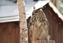 Минприроды Свердловской области вернет филинов в природный парк «Бажовские места» minprirody sverdlovskoj oblasti vernet filinov v prirodnyj park bazhovskie mesta-ekaterinburgu-ru-174833828300-0