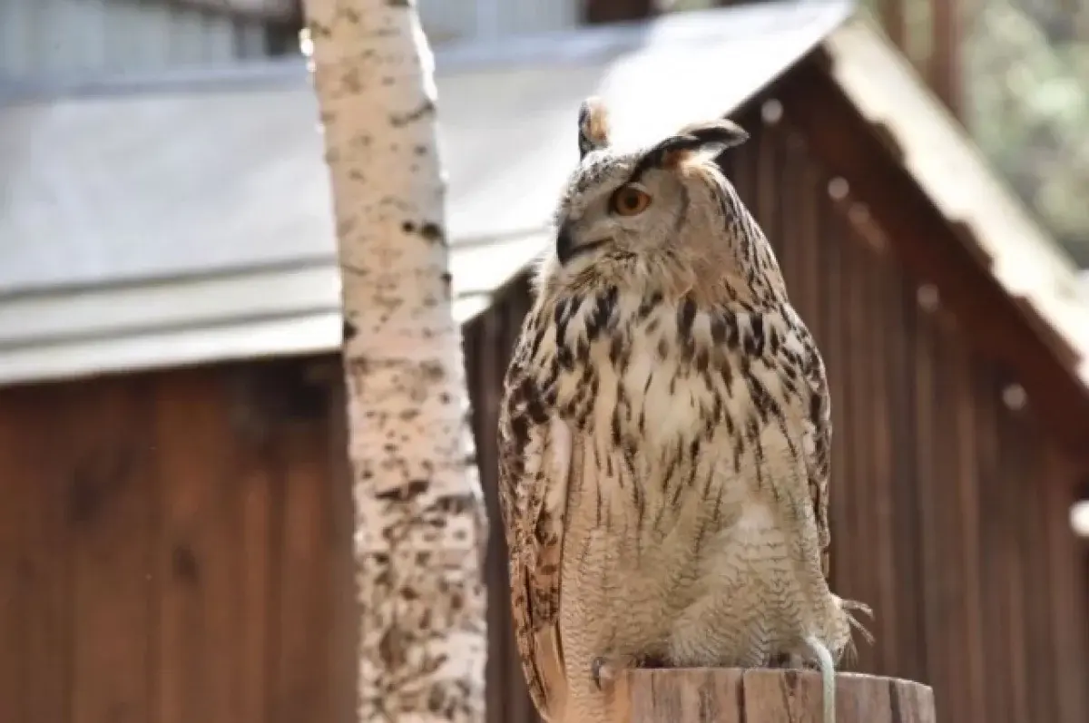 Минприроды Свердловской области вернет филинов в природный парк «Бажовские места»-0