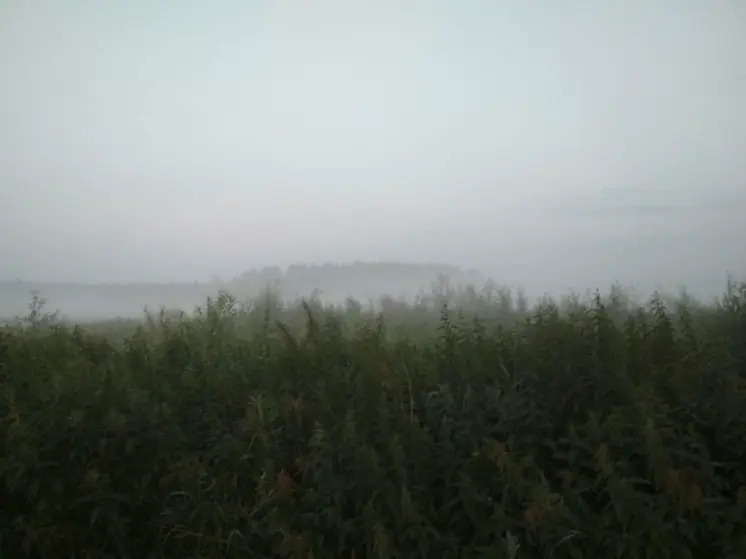 Заморозки прогнозируют на Среднем Урале