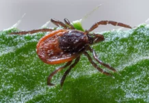 nikolaj kryuchkov i marina berezhnaya obyasnili opasnost alfagal u kleshhej-ekaterinburgu-ru-174853998700-0