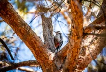 otkrytie podmoskovya vklyuchaet zvenigorod sergiev posad i klyazminskie prostory-ekaterinburgu-ru-174650698100-0