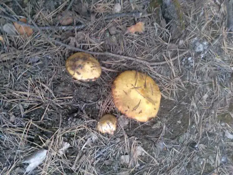В лесах возле Ревды появились первые грибы