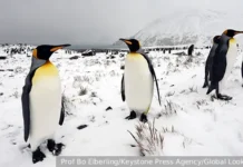 Пингвины Адели и Мэттью Бойер объясняют баланс Антарктиды благодаря облакам pingviny adeli i mettyu bojer obyasnyayut balans antarktidy blagodarya oblakam-ekaterinburgu-ru-174798840200-0