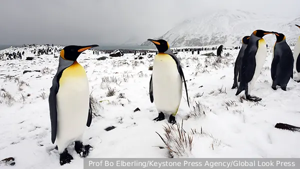 Стало известно о влиянии помета пингвинов на климат Антарктики