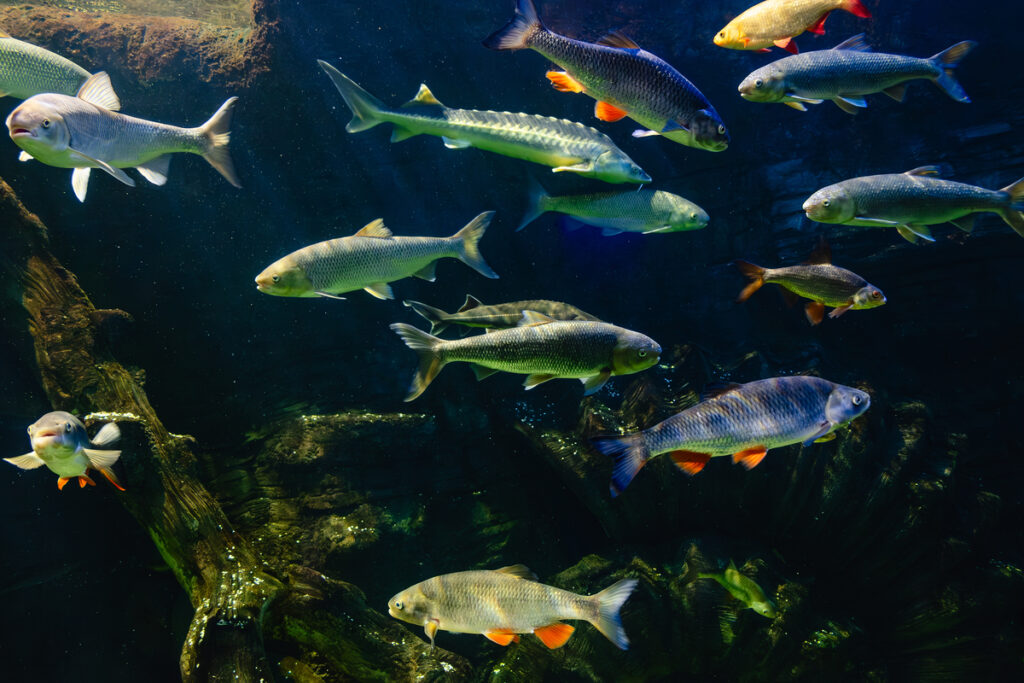Various river fish swim in a large aquarium in the oceanarium - Новости Екатеринбурга и мира Пресноводные рыбы