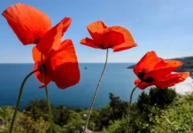 Путин раскрыл условие, при котором не допустил бы вхождение Крыма в Россию putin raskryl uslovie pri kotorom ne dopustil by vhozhdenie kryma v rossiyu-ekaterinburgu-ru-174852772300-0