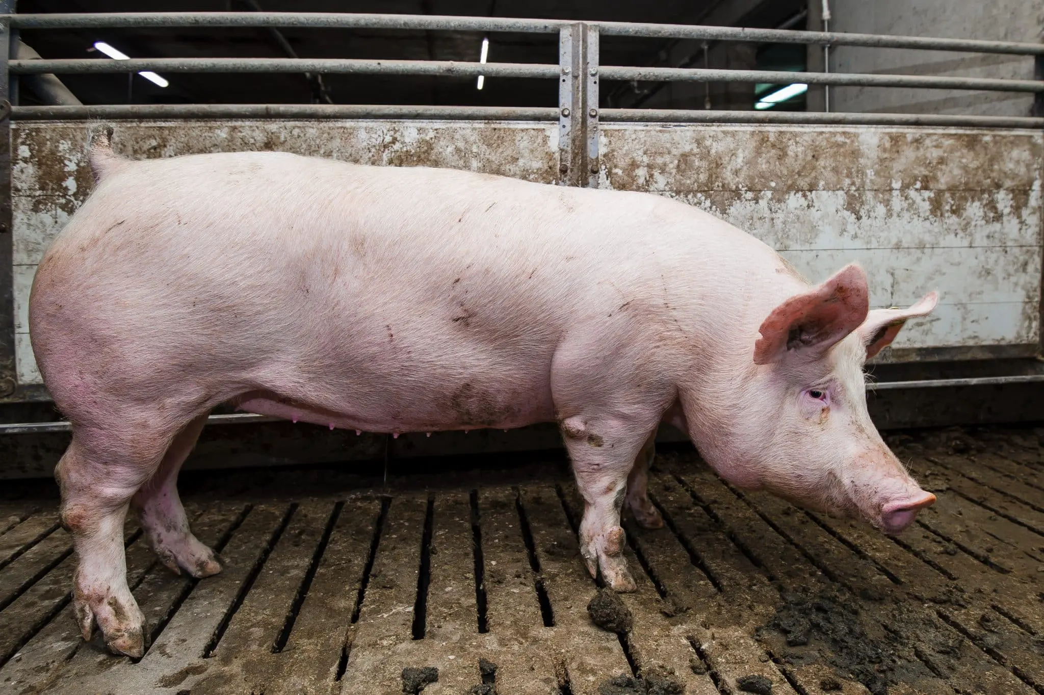 РНФ и Донской аграрный университет раскрыли генетические причины дефектов у свиней-0