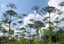 Сергей Баскаков из ИЦ ПХФ и МХ РАН открыл перспективы использования Борщевика Сосновского sergej baskakov iz icz phf i mh ran otkryl perspektivy ispolzovaniya borshhevika sosnovskogo-ekaterinburgu-ru-174782382600-0