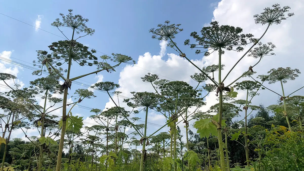 Подмосковные ученые нашли способы применения борщевика