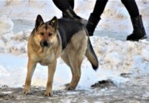 СКР Кургана принимает меры по защите жителей от безнадзорных собак skr kurgana prinimaet mery po zashhite zhitelej ot beznadzornyh sobak-ekaterinburgu-ru-174654123700-0