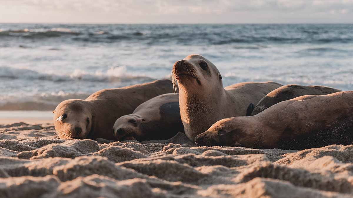 Свыше 80 мертвых краснокнижных тюленей нашли на берегу Каспийского моря