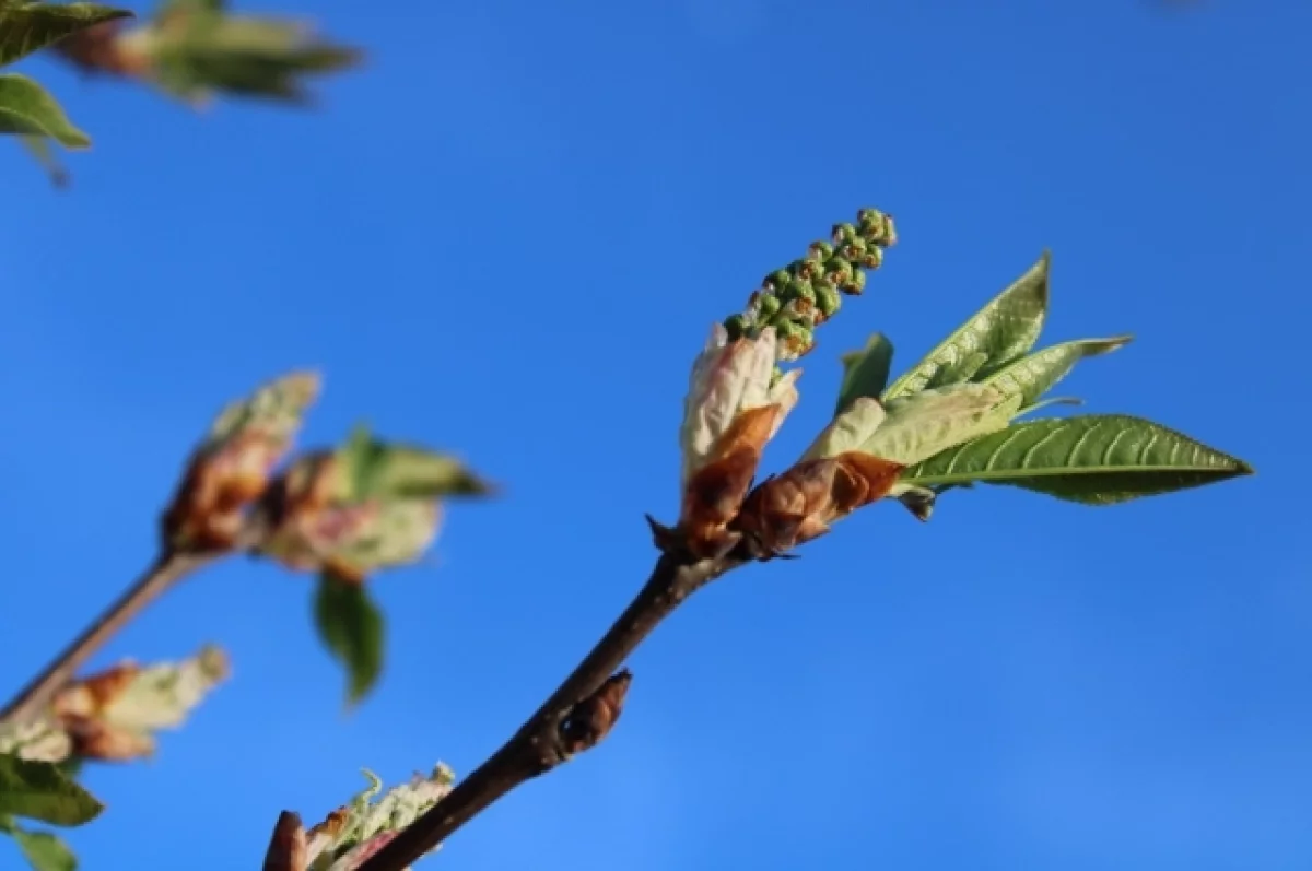 Свердловская область ожидает потепления и солнечные дни от Уралгидрометцентра-0