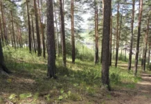 Свердловскую область защищает энцевир, сообщает Роспотребнадзор и Ирек Салимов sverdlovskuyu oblast zashhishhaet enczevir soobshhaet rospotrebnadzor i irek salimov-ekaterinburgu-ru-174838941300-0