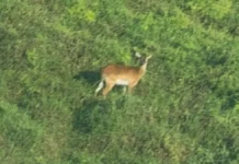 Уникальные кадры упемба личи из Национального парка Упемба в Конго unikalnye kadry upemba lichi iz naczionalnogo parka upemba v kongo-ekaterinburgu-ru-174840967000-0