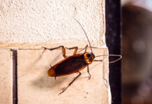 В Нижнем Новгороде благополучно извлекли таракана из уха PeriplanetaCockroachKnownAsRedCockroachOrAmericanCockroachwalkingAlong