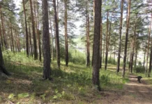 В Свердловской области будет предоставлено 96 тысяч доз Энцевира против клещевого энцефалита v sverdlovskoj oblasti budet predostavleno 96 tysyach doz enczevira protiv kleshhevogo enczefalita-ekaterinburgu-ru-174790397100-0