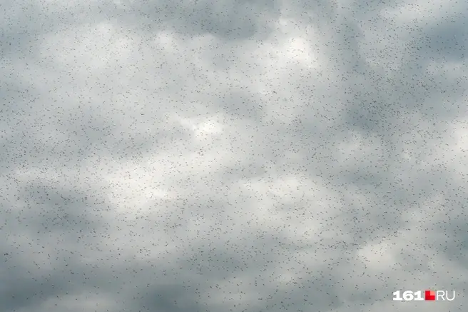 Мошки кишат в Москве и Подмосковье | Источник: Евгений Вдовин / 161.RU