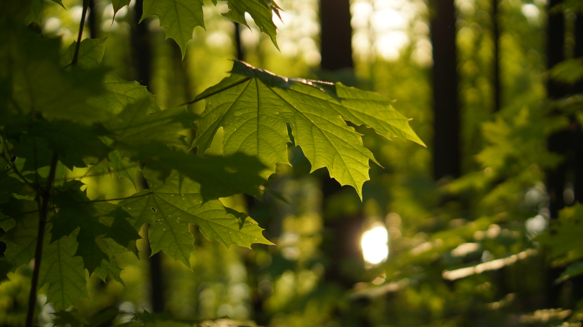 Какие растения нельзя сажать на даче