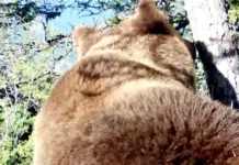 Яркое выступление медведя в Сайлюгемском нацпарке заворожило исследователей yarkoe vystuplenie medvedya v sajlyugemskom naczparke zavorozhilo issledovatelej-ekaterinburgu-ru-174837131200-0