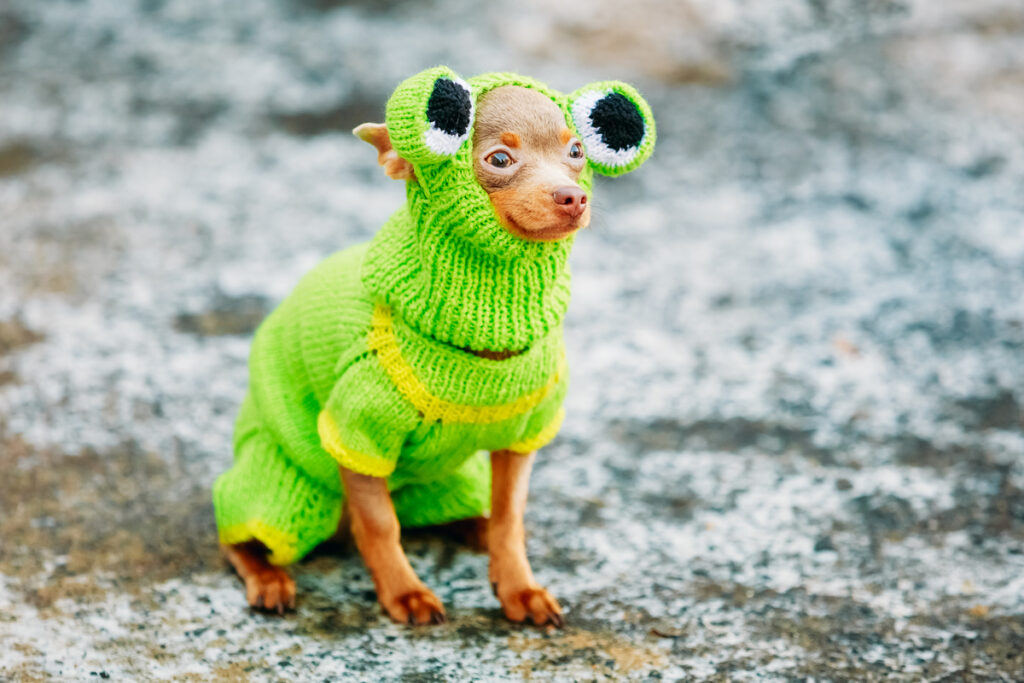 Chihuahua Dog Dressed Up In Frog Outfit Staying Outdoor In Cold - Новости Екатеринбурга и мира Чихуахуа, одетая в костюм лягушки