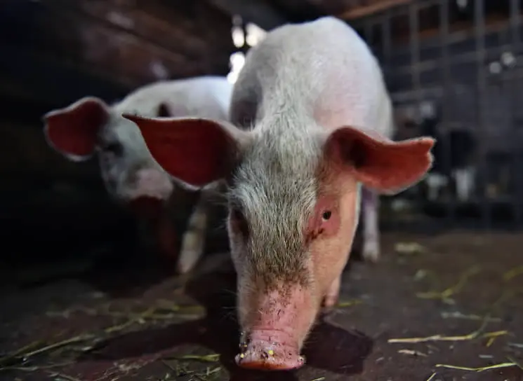 ГК «Талина» инвестирует в Мордовию, создавая новые свинокомплексы-0