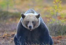 Как бурый медведь в Европе адаптируется к изменению климата? Исследование Пабло М. Лукас kak buryj medved v evrope adaptiruetsya k izmeneniyu klimata issledovanie pablo m lukas-ekaterinburgu-ru-0