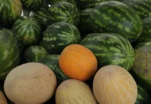 Людмила Соснина и Михаил Кутушов обсудили ранние арбузы из ОАЭ и Египта lyudmila sosnina i mihail kutushov obsudili rannie arbuzy iz oae i egipta-ekaterinburgu-ru-0