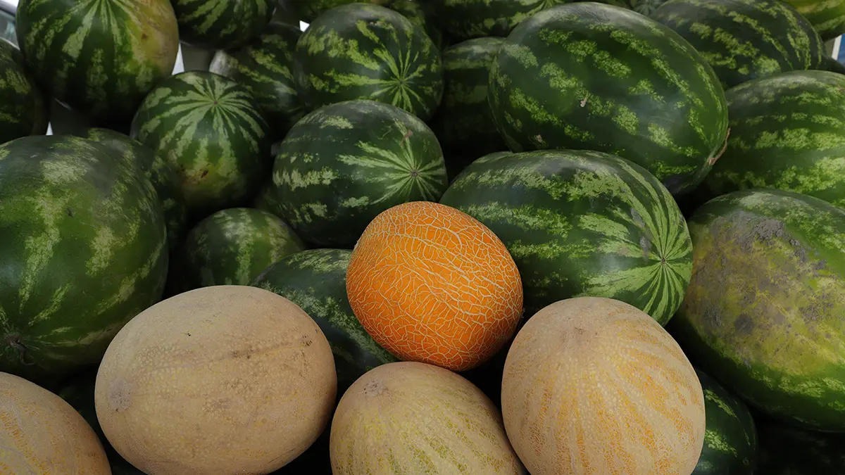 Эксперты предостерегли россиян от покупки ранних арбузов и дынь