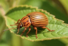 Михаил Воробьёв и Алексей Володихин раскрывают лучшие методы борьбы с колорадским жуком mihail vorobyov i aleksej volodihin raskryvayut luchshie metody borby s koloradskim zhukom-ekaterinburgu-ru-174874404400-0