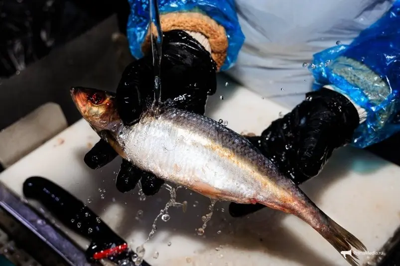 Разделка сельди Евгений Кулешов, ИА PrimaMedia