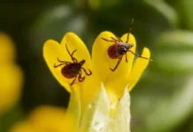 Роспотребнадзор Свердловской области сообщает о мерах защиты от клещей rospotrebnadzor sverdlovskoj oblasti soobshhaet o merah zashhity ot kleshhej-ekaterinburgu-ru-174893359900-0