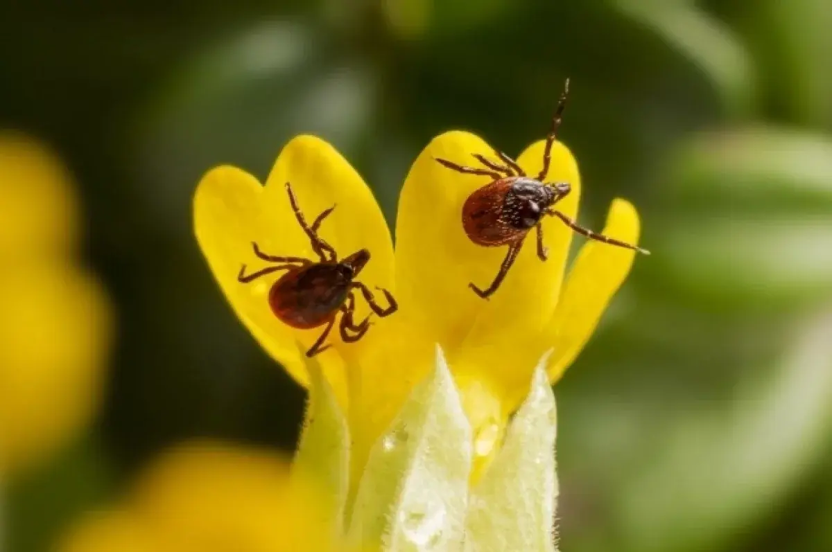 Роспотребнадзор Свердловской области сообщает о мерах защиты от клещей-0