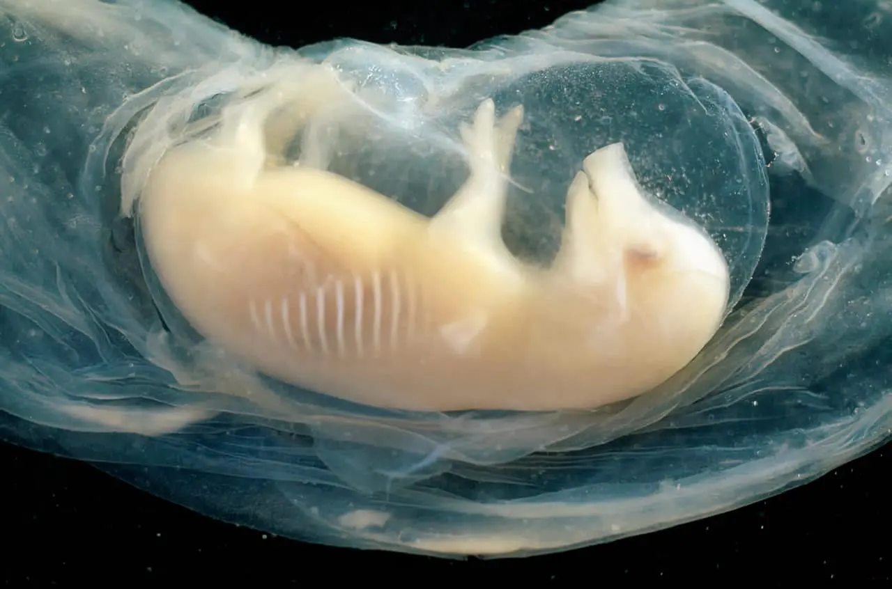 В Китае вырастили человеческие сердца в эмбрионах свиней благодаря Лай Лянсюэ-0