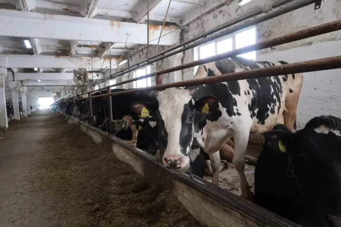 Денис Паслер способствует развитию животноводства в Свердловской области-0