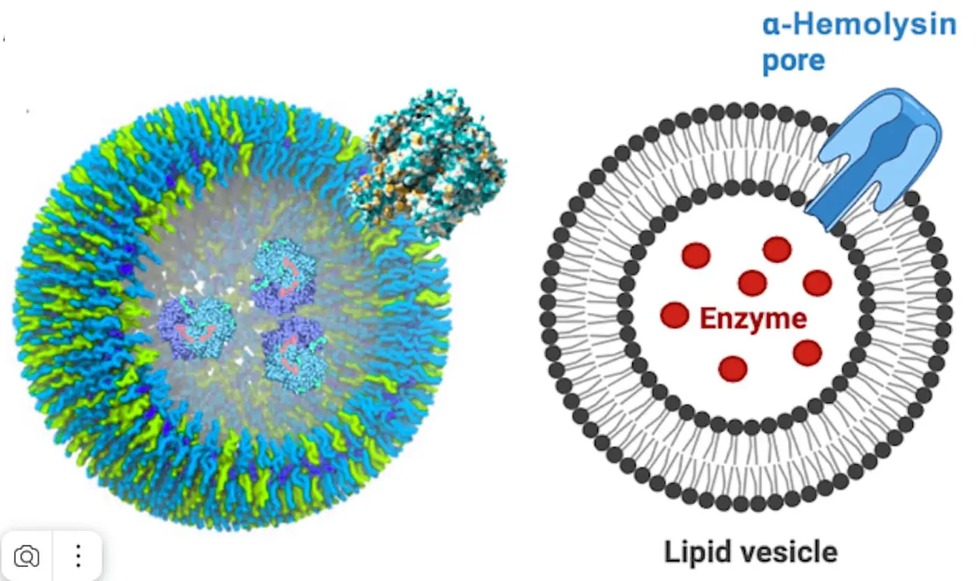 Институт биоинженерии Каталонии представил искусственные клетки с уникальной навигацией-0