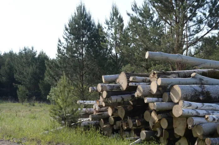 Министерство природных ресурсов и экологии Свердловской области вводит новые меры для охраны лесов-0