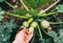 udalyat li czvetok na zavyazi kabachka dlya polucheniya shhedrogo urozhaya-ekaterinburgu-ru-0