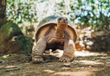 Университет Линкольна сделал удивительное открытие о черепахах Chelonoidis carbonaria universitet linkolna sdelal udivitelnoe otkrytie o cherepahah -ekaterinburgu-ru-0