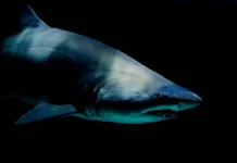 Эд Лавли из США установил рекорд, поймав 310-кг акулу за 7 часов ed lavli iz ssha ustanovil rekord pojmav 310kg akulu za 7 chasov-ekaterinburgu-ru-0