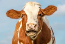 Елена Пасашкова приносит доброту и надежду в Суджанский район elena pasashkova prinosit dobrotu i nadezhdu v sudzhanskij rajon-ekaterinburgu-ru-0