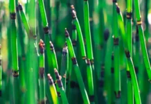 Инновации Сахалинского госуниверситета в использовании ламинарии и бамбучника innovaczii sahalinskogo gosuniversiteta v ispolzovanii laminarii i bambuchnika-ekaterinburgu-ru-0