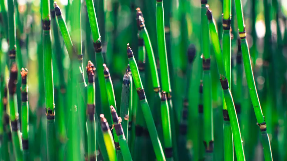 Бамбучник — вид карликового бамбука