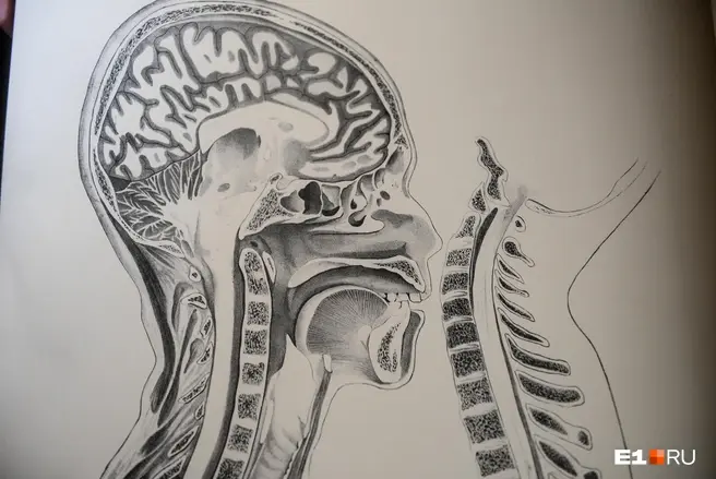 А вашему мозгу сколько лет? Проверьте себя в этом простом тесте | Источник: Артём Устюжанин / E1.RU