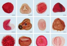 Исследование вулканов и болот Харанорского месторождения с помощью РНФ и Тюменского университета issledovanie vulkanov i bolot haranorskogo mestorozhdeniya s pomoshhyu rnf i tyumenskogo universiteta-ekaterinburgu-ru-0