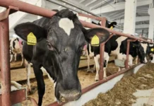 Наталья Мошегова и Сухоложский совхоз развивают молочное производство в Свердловской области natalya moshegova i suholozhskij sovhoz razvivayut molochnoe proizvodstvo v sverdlovskoj oblasti-ekaterinburgu-ru-0