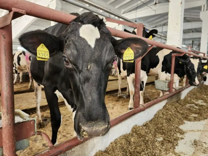 Наталья Мошегова и Сухоложский совхоз развивают молочное производство в Свердловской области-0