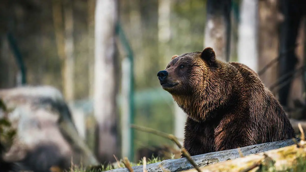 Медведь напал на пожилого мотоциклиста в горах Румынии