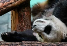 yarkoe prazdnovanie dnya rozhdeniya pandy katyushi v moskovskom zooparke-ekaterinburgu-ru-0